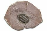 Inflated Proetid Trilobite - Jorf, Morocco #362851-3